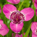 Mexican Shell Flower BULBS, Tigridia PINK - Caribbean garden seed