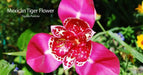 Mexican Shell Flower BULBS, Tigridia PINK - Caribbean garden seed