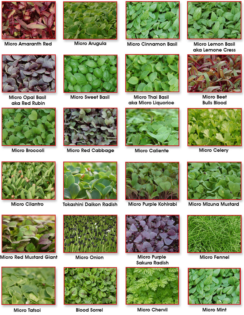 Sprouter's Choice Mix | Broccoli, Radish, Arugula, Cress, Mizuna, Tatsoi & Cabbage Sprouting Seeds