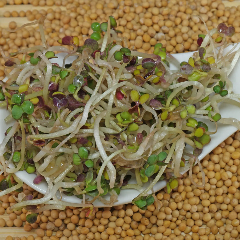 Sprouter's Choice Mix | Broccoli, Radish, Arugula, Cress, Mizuna, Tatsoi & Cabbage Sprouting Seeds