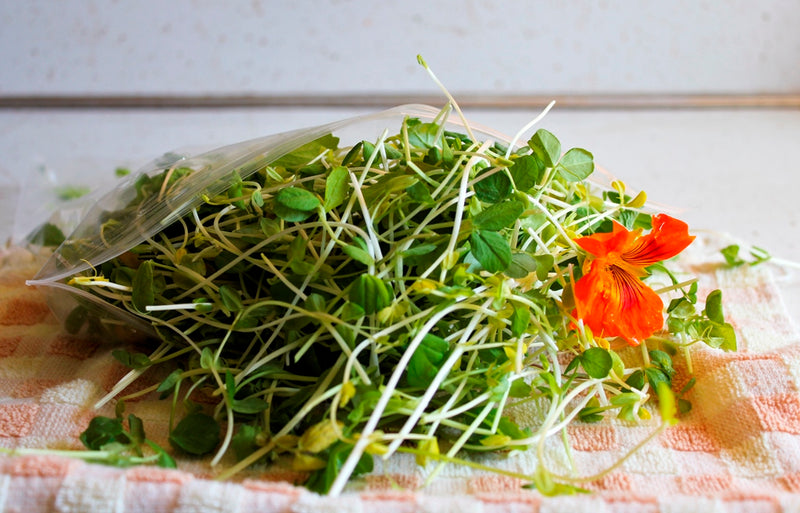 Sprouter's Choice Mix | Broccoli, Radish, Arugula, Cress, Mizuna, Tatsoi & Cabbage Sprouting Seeds