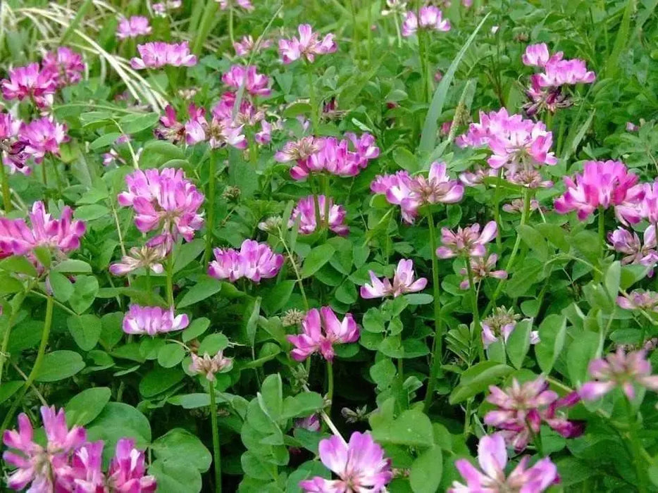 Milk Vetch, Chinese Milk Vetch Astragalus sinicus-Use As, Medicinal, Landscape, Gardening - Caribbeangardenseed