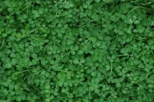 Miniclover  Seeds,Lawn alternative,Cover crop ,Ground cover,Erosion control ! - Caribbean garden seed