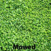 Miniclover Seeds,Lawn alternative,Cover crop ,Ground cover,Erosion control ! - Caribbeangardenseed