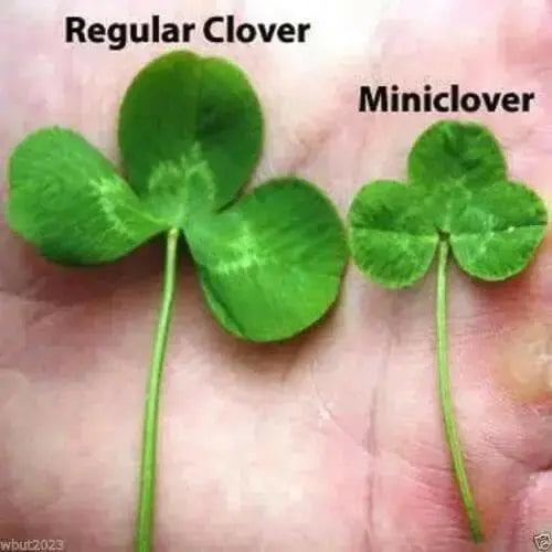 Miniclover  Seeds,Lawn alternative,Cover crop ,Ground cover,Erosion control ! - Caribbean garden seed