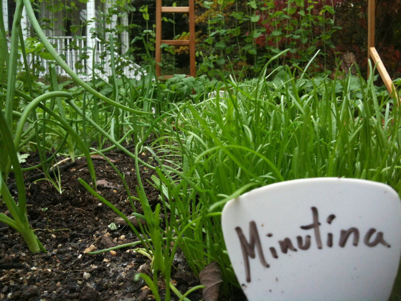 Minutina Seeds,AKA, Buck-horn’s Plaintain,Erba Stella.A cold-hardy salad plant for fall, winter, spring, and summer. Untreated seed !