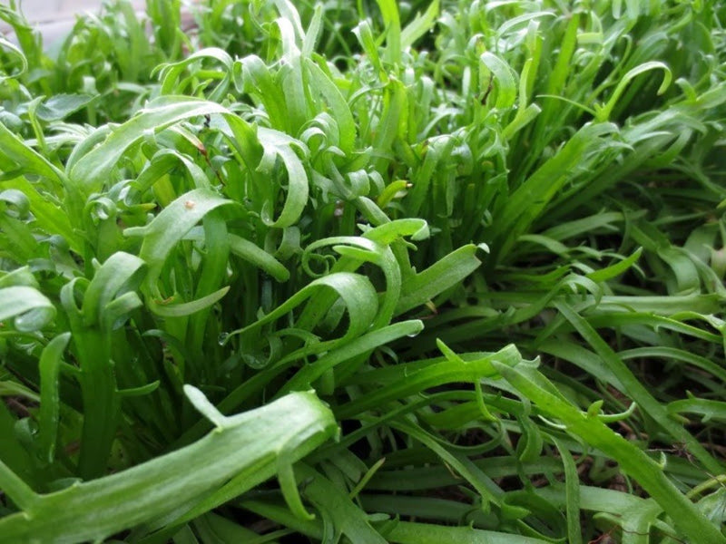 Minutina Seeds,AKA, Buck-horn’s Plaintain,Erba Stella.A cold-hardy salad plant for fall, winter, spring, and summer. Untreated seed !