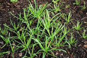 Minutina Seeds,AKA, Buck-horn’s Plaintain,Erba Stella.A cold-hardy salad plant for fall, winter, spring, and summer. Untreated seed !