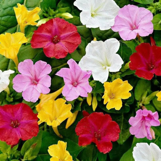 Four O'Clocks Flowers  ' Mirabilis jalapa,( Bareroot) perennial - Caribbean garden seed