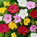 Four O'Clocks Flowers  ' Mirabilis jalapa,( Bareroot) perennial - Caribbean garden seed