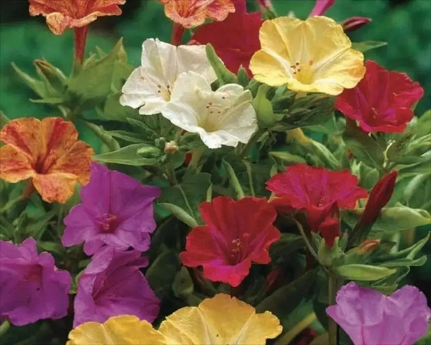Four O'Clocks Flowers  ' Mirabilis jalapa,( Bareroot) perennial - Caribbean garden seed