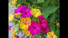 Four O'Clocks Flowers  ' Mirabilis jalapa,( Bareroot) perennial - Caribbean garden seed