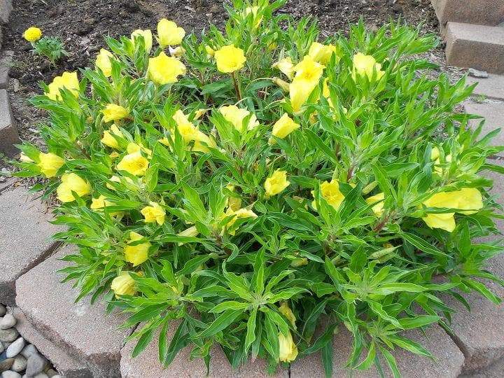 Missouri Dwarf Evening Primrose., FLOWERS SEED - Caribbeangardenseed