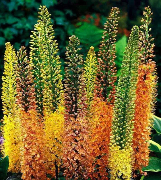 MIXED Eremurus (Foxtail Lily) Bareroot plant - Caribbean garden seed