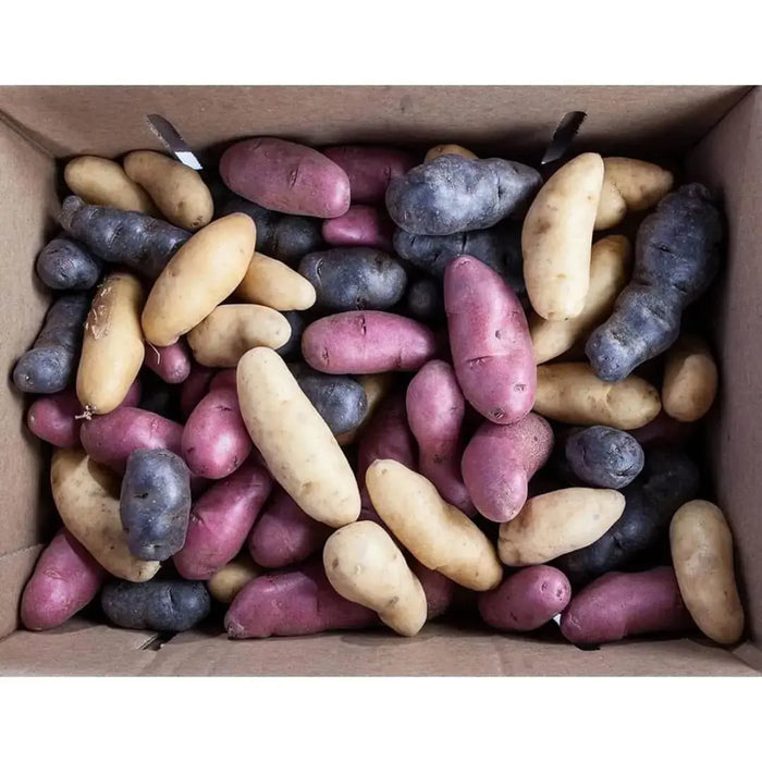 MIXED FINGERLING POTATO. Specialty Potato, sweet and creamy flavor.Organic No Gmo - Caribbeangardenseed