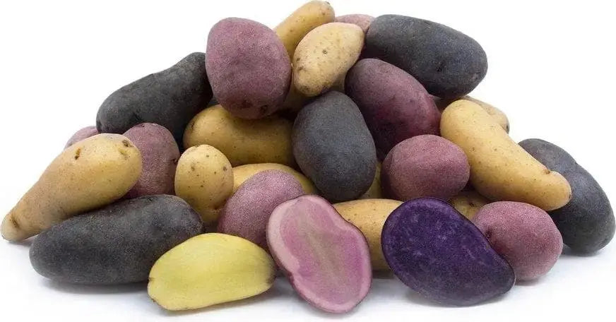 MIXED FINGERLING POTATO. Specialty Potato, sweet and creamy flavor.Organic No Gmo - Caribbeangardenseed