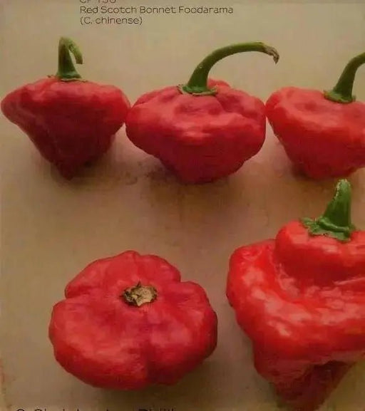 FOODARAMA Scotch Bonnet - MIXED (Capsicum chinense) PEPPER SEEDS - Caribbean garden seed