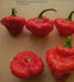 FOODARAMA Scotch Bonnet - MIXED (Capsicum chinense) PEPPER SEEDS - Caribbean garden seed