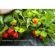 FOODARAMA Scotch Bonnet - MIXED (Capsicum chinense) PEPPER SEEDS - Caribbean garden seed