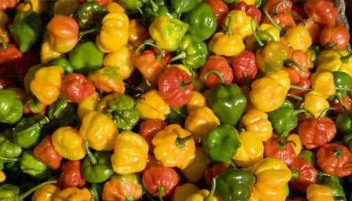 FOODARAMA Scotch Bonnet - MIXED (Capsicum chinense) PEPPER SEEDS - Caribbean garden seed