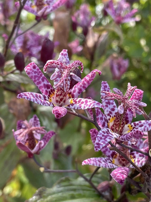 Miyazaki Toad Lily Seeds - Tricyrtis Miyazaki - Caribbean garden seed