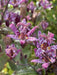 Miyazaki Toad Lily Seeds - Tricyrtis Miyazaki - Caribbean garden seed