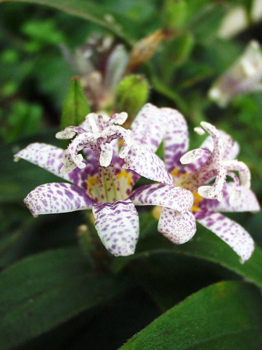 Miyazaki Toad Lily Seeds - Tricyrtis Miyazaki - Caribbean garden seed