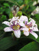 Miyazaki Toad Lily Seeds - Tricyrtis Miyazaki - Caribbean garden seed