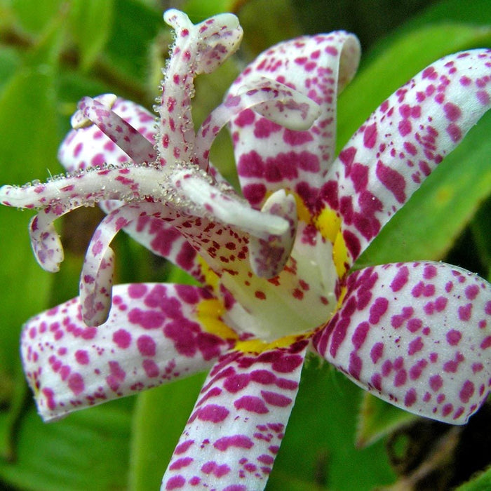 Miyazaki Toad Lily Seeds - Tricyrtis Miyazaki - Caribbean garden seed