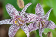 Miyazaki Toad Lily Seeds - Tricyrtis Miyazaki - Caribbean garden seed