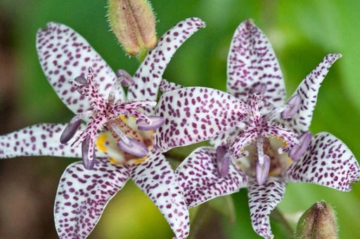 Miyazaki Toad Lily Seeds - Tricyrtis Miyazaki - Caribbean garden seed