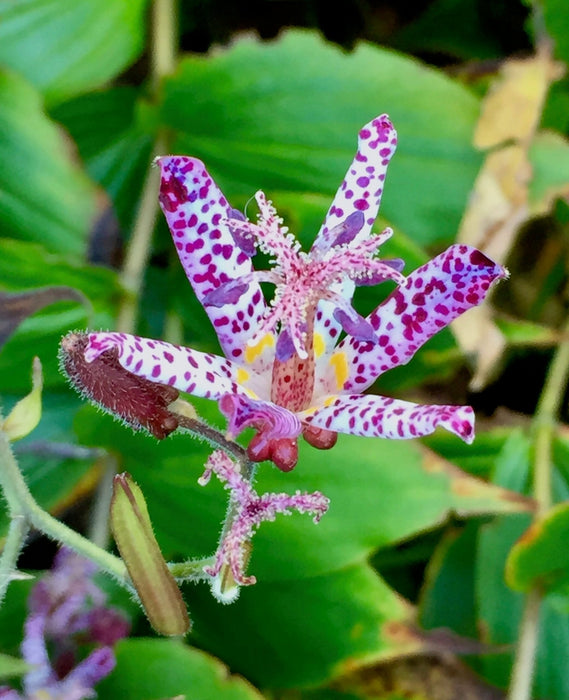 Miyazaki Toad Lily Seeds - Tricyrtis Miyazaki - Caribbean garden seed