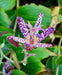 Miyazaki Toad Lily Seeds - Tricyrtis Miyazaki - Caribbean garden seed