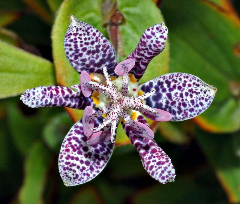 Miyazaki Toad Lily Seeds - Tricyrtis Miyazaki - Caribbean garden seed