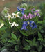 Mongolian Bells ,CLEMATIS Integrifolia - Flowers Seeds, mixture - Caribbeangardenseed