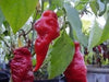 Monkey face Red, pepper - Caribbeangardenseed