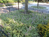 Monkey Grass Seed - Ornamental Grass, shade loving - Caribbean garden seed