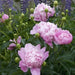 Monsieur Jules Elie Peony (Bareroots Plant) 3-4 Eyes, Perennial Shrub. - Caribbeangardenseed