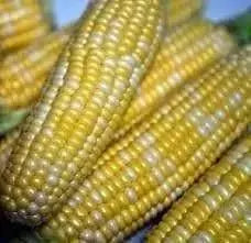 Bi-Color Sweet Corn SEEDS, Butter & Sugar - Caribbeangardenseed