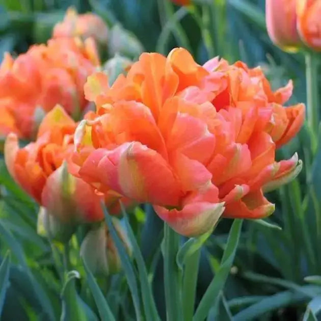 10 Tulip bulbs - Monte Orange - Double flowers, FALL PLANTING - Caribbeangardenseed