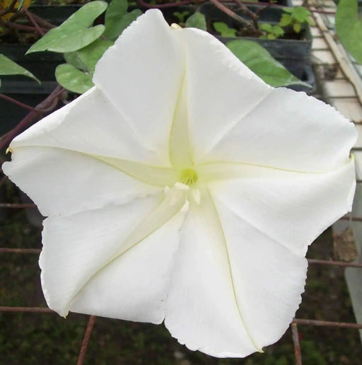 Moonflower HEIRLOOM Seeds (Ipomoea alba) White Trumpet Fragrant Blooms ! - Caribbeangardenseed