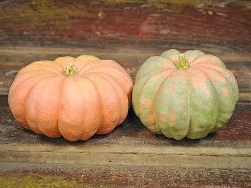 MORANGA SQUASH SeedS, PINK PUMPKIN, WINTER SQUASH - Caribbeangardenseed