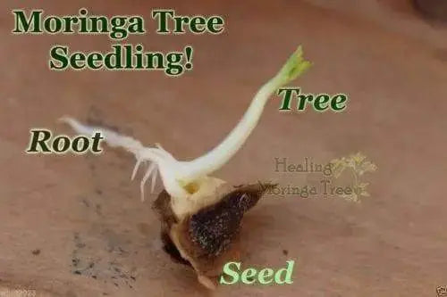 Moringa Seeds-Drumstick Tree,Tree of life or The Miracles Tree-Moringa oleifera - Caribbeangardenseed