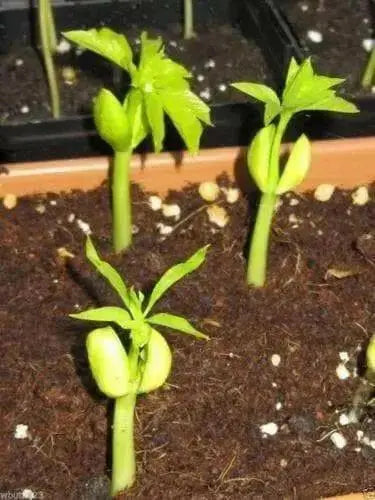 Moringa Seeds-Drumstick Tree.