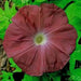 Morning Glory Seeds - Chocolate (Ipomoea Nil) FLOWERS VINE - Caribbeangardenseed