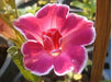 Morning Glory Seeds -(Ipomoea Nil Red Picotee)-Japanese Morning Glory vine - Caribbean garden seed