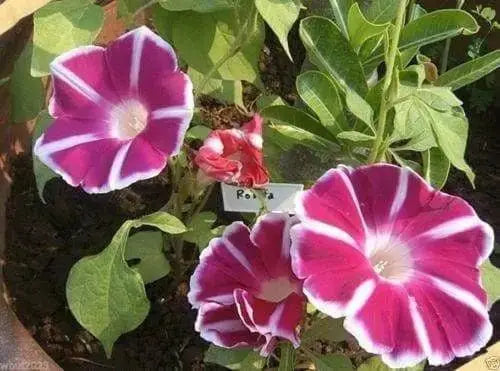 Morning Glory Seeds Japanese Rosita Morning Glory (Ipomoea Nil Rosita) 10 Seed ! - Caribbeangardenseed