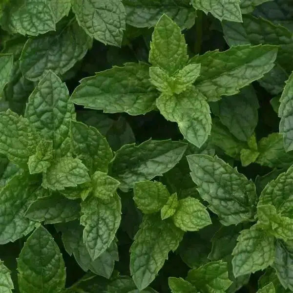 MOROCCAN Mint (live starter plant) ORGANIC HERB - Caribbean garden seed