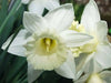 Mount Hood Daffodil Bulbs, Excellent Naturalizer - Caribbean garden seed