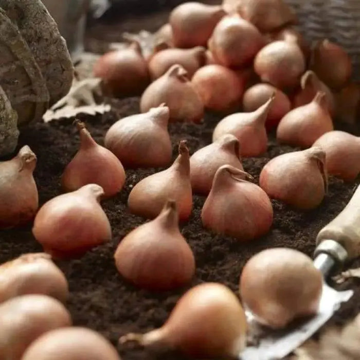 Mount Tacomas Tulip Bulbs (Double Late) blossoms resemble peonies - Caribbeangardenseed